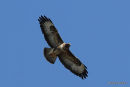 Buteo buteo ad
