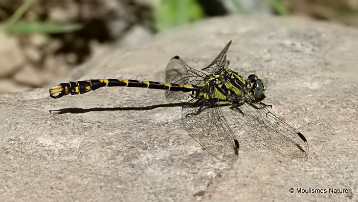 Blue-eyed Hooktail (Onychogomphus uncatus) M