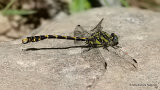 Blue-eyed Hooktail (Onychogomphus uncatus) M