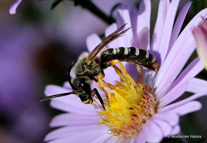 Great Banded Furrow Bee (Halictus scabiosae)