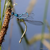 Common Blue Damselflies (Enallagma cyathigerum)