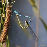 Common Blue Damselflies (Enallagma cyathigerum)