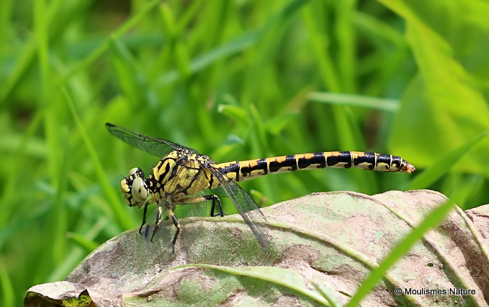 Green-eyed Hooktail (Onychogomphus forcipatus) F