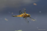 Four-spotted Chaser (Libellula quadrimaculata) M