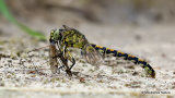 Green-eyed Hooktail (Onychogomphus forcipatus) F