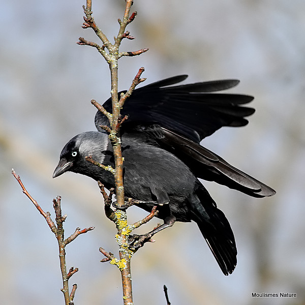 Western Jackdaw (Corvus monedula)