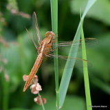 Scarlet Darter (Crocothemis erythraea) M-ten