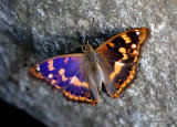Lesser Purple Emperor (Apatura ilia), clytie