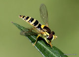 Sphaerophoria scripta (Long Hoverfly) F