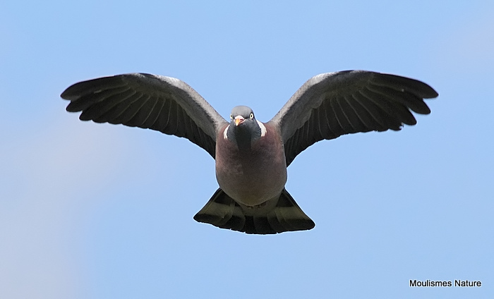 Common Wood Pigeon (Columba palumbus)