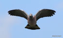 Common Wood Pigeon (Columba palumbus)