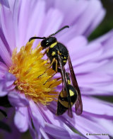Eumenes coarctatus (Heath Potter Wasp) M