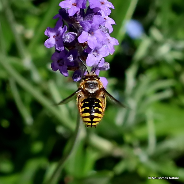 Wool carder bee sp. Anthidium oblongatum