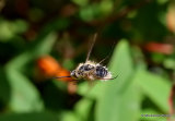 Western Bee-fly (Bombylius canescens)