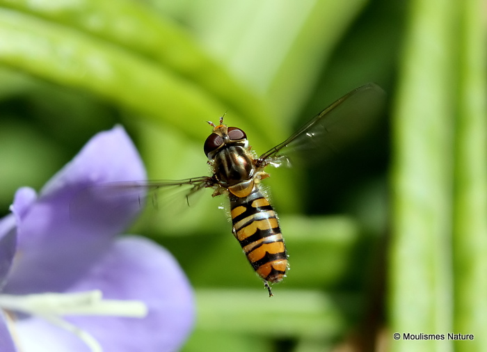 Episyrphus balteatus (Marmalade Hoverfly) F