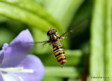 Episyrphus balteatus (Marmalade Hoverfly) F