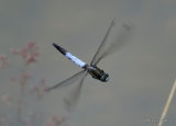 White-tailed Skimmer (Orthetrum albistylum) M