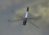 White-tailed Skimmer (Orthetrum albistylum) M
