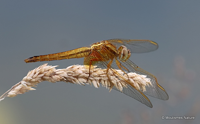 Scarlet Darter (Crocothemis erythraea) M-Imm