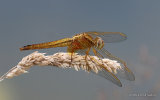 Scarlet Darter (Crocothemis erythraea) M-Imm