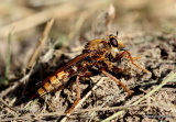 Hornet Robberfly (Asilis crabroniformis) F