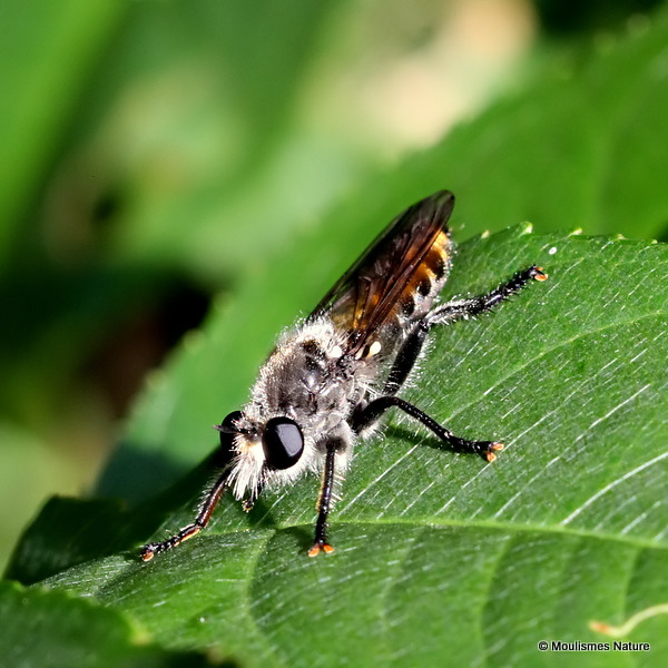 Ginger Robberfly (Choerades gilvus)