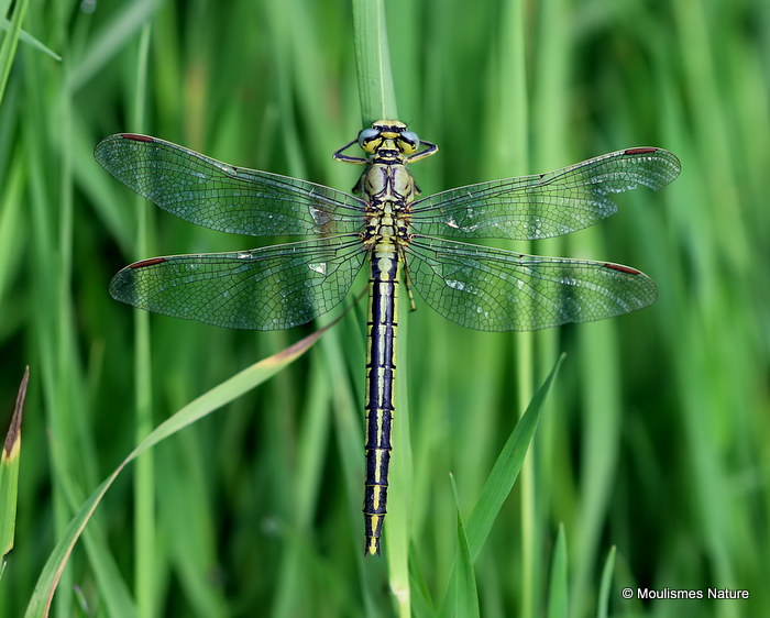 Western Clubtail (Gomphus pulchellus) F