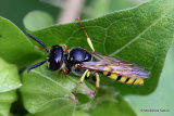 Philanthus triangulum (Bee-Wolf)
