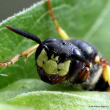 Philanthus triangulum (Bee-Wolf)