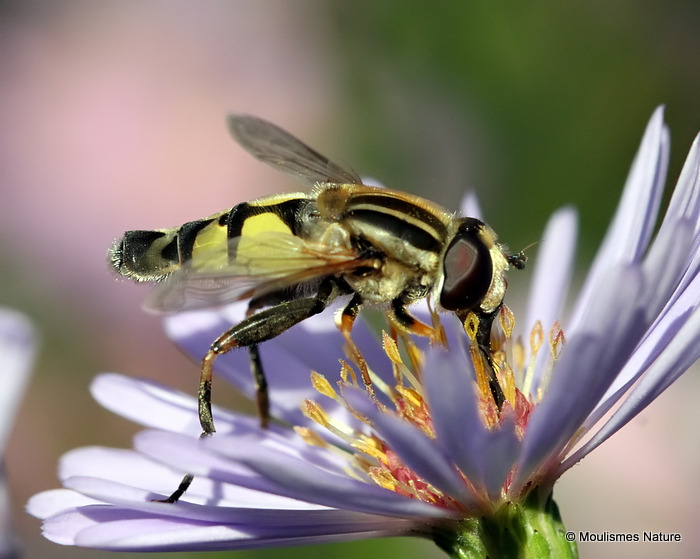Helophilus trivittatus (Large Tiger Hoverfly) M