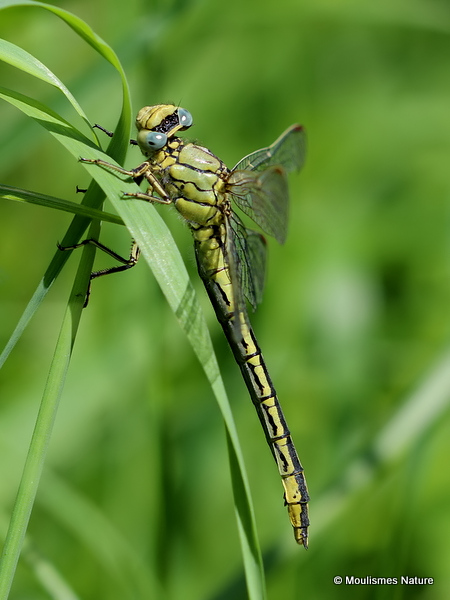 Western Clubtail (Gomphus pulchellus) F