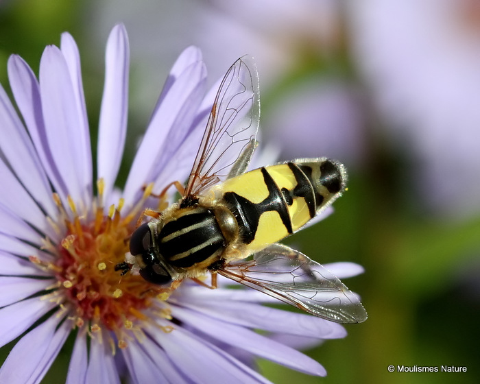 Helophilus trivittatus (Large Tiger Hoverfly) M