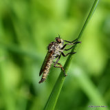 Robber fly (Asilidae), Machimus sp.