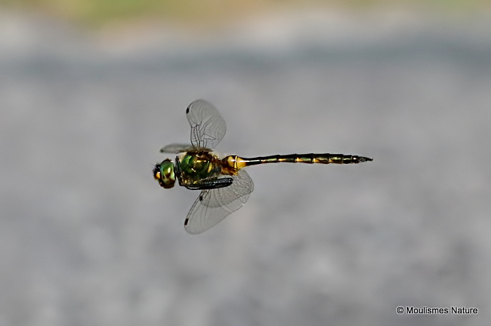 Yellow-spotted Emerald (Somatochlora flavomaculata) M