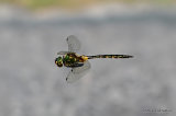 Yellow-spotted Emerald (Somatochlora flavomaculata) M