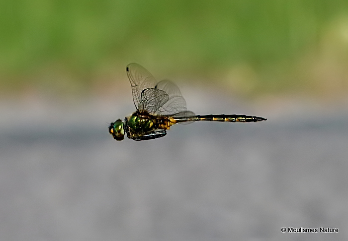 Yellow-spotted Emerald (Somatochlora flavomaculata) M