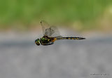 Yellow-spotted Emerald (Somatochlora flavomaculata) M