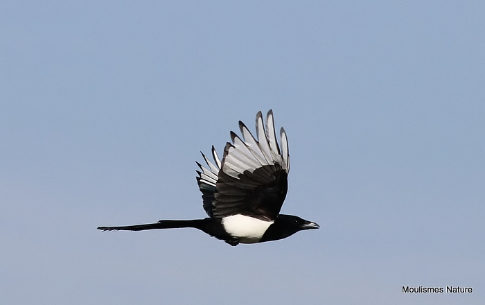 Common Magpie (Pica pica)
