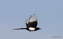 Common Magpie (Pica pica)