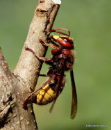 Vespa crabro (Hornet)