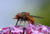 Rhingia campestris (Common Snout-hoverfly) F
