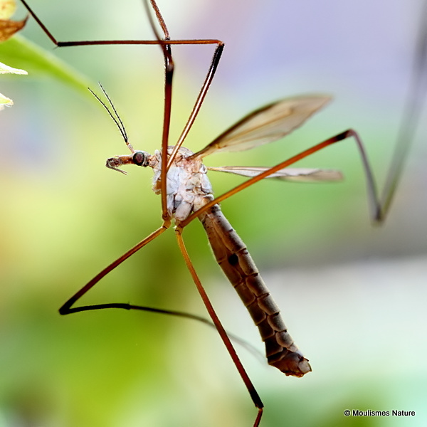 European Crane Fly (Tipula paludosa) M