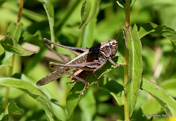 Grey Bush-cricket (Platycleis a. albopunctata) M