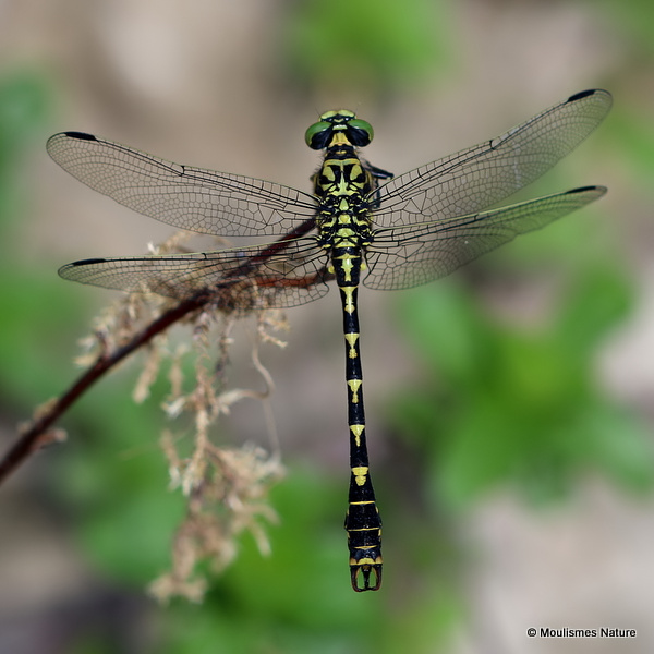 Green-eyed Hooktail (Onychogomphus forcipatus) M