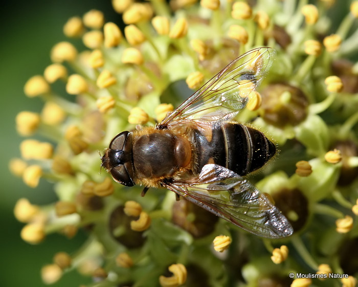 Eristalis similis (Glass-winged Dronefly) F