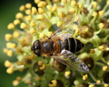 Eristalis similis (Glass-winged Dronefly) F