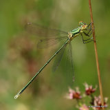 Small Emerald (Lestes virens) M-Imm