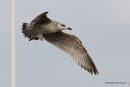 L. michahellis juv/1st-winter