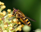 Syrphus sp.