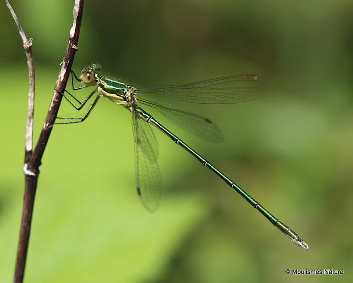 Small Emerald (Lestes virens) M-Imm